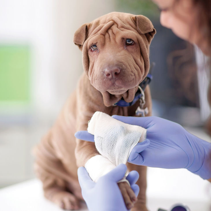 Pet First Aid Course Animal Studies Courses Pet Courses AU