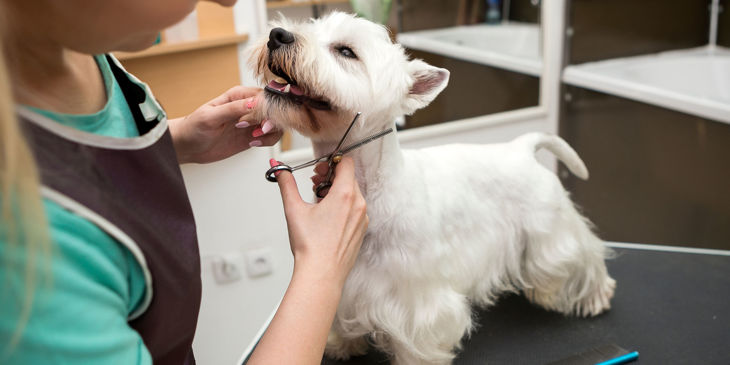 Picture for blog Here's How After 20 Years As A Social Worker, Sandi Started Her Own Dog Grooming Business Picture for blog Here's How After 20 Years As A Social Worker, Sandi Started Her Own Dog Grooming Business