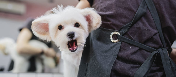 Picture for blog What No One Will Tell You, But You Need To Hear About Being A Dog Groomer Picture for blog What No One Will Tell You, But You Need To Hear About Being A Dog Groomer