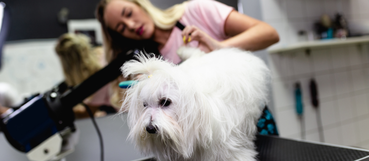 Picture for blog Learn How Alyson Followed Her Dream And Became A Professional Dog Groomer Picture for blog Learn How Alyson Followed Her Dream And Became A Professional Dog Groomer