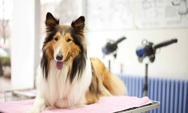 Professional Dog Grooming Course Start Your Own Business Pet