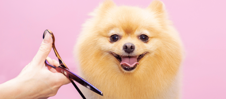 Picture for blog Lessons I learned From Starting My Own Dog Grooming Business Picture for blog Lessons I learned From Starting My Own Dog Grooming Business