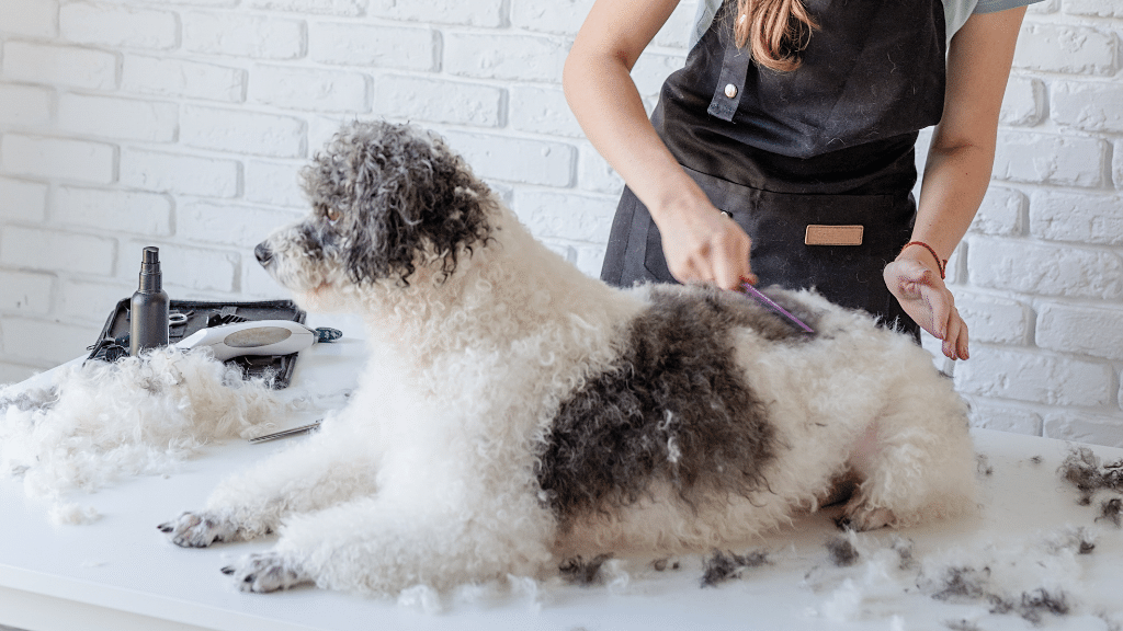 Watch Our Dog Grooming Course Demo