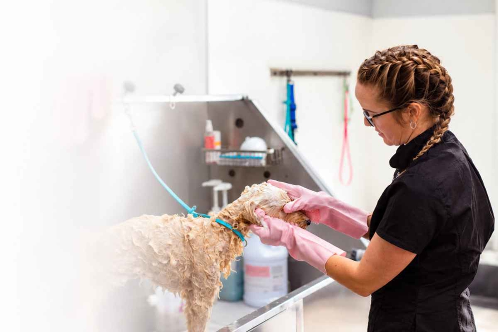 Professional dog grooming course