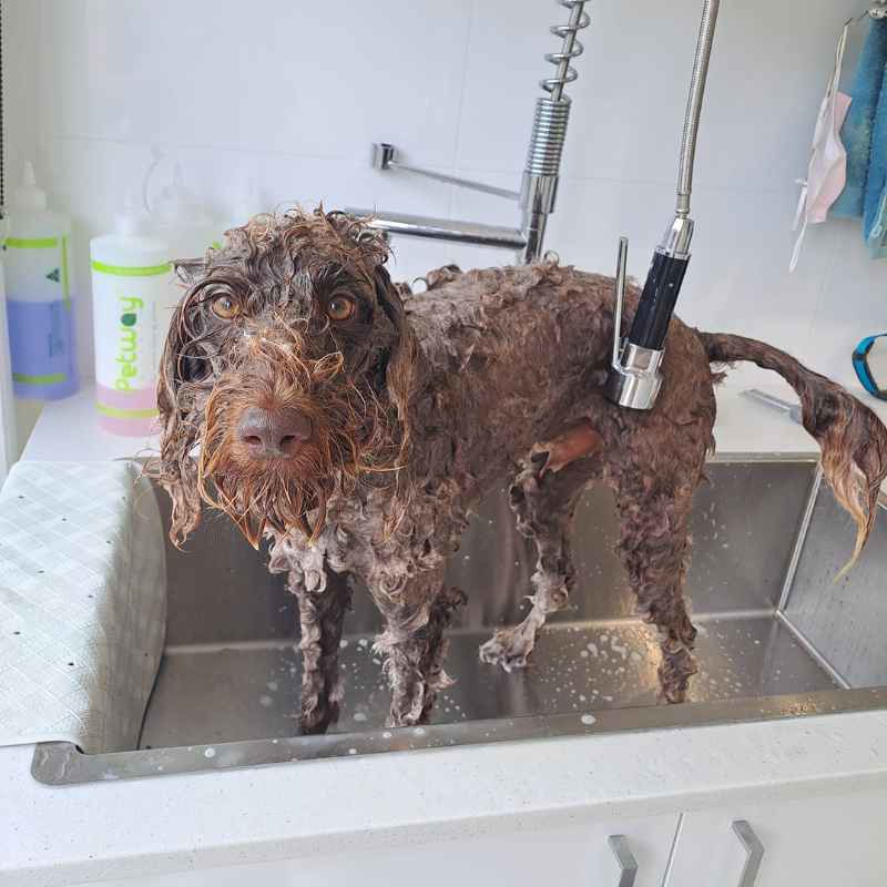 One of Kylie's dog grooming clients