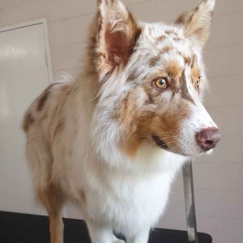 Dog grooming client at Pawfection Pet Service