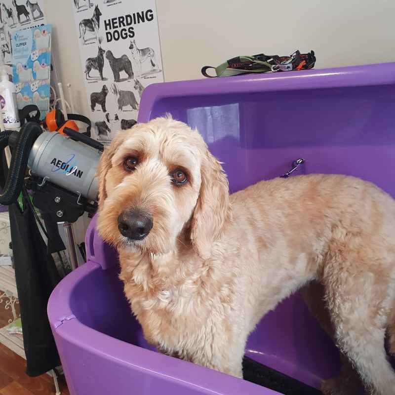 Lisa working in her home grooming space