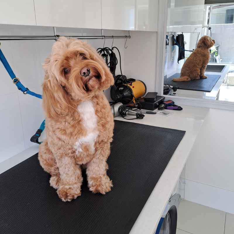 Kylie working in her home grooming space
