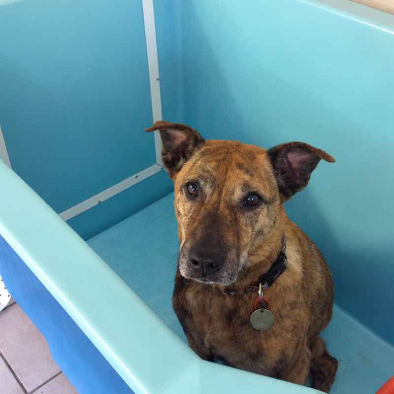 Nicole working in her home grooming space
