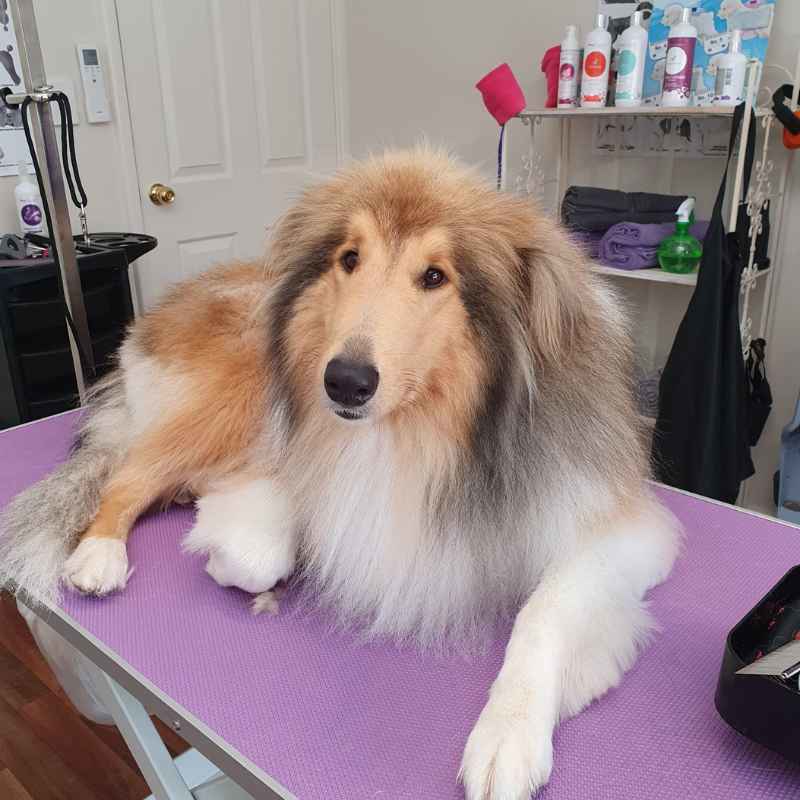 Dog groomed by Lisa's Home Dog Grooming