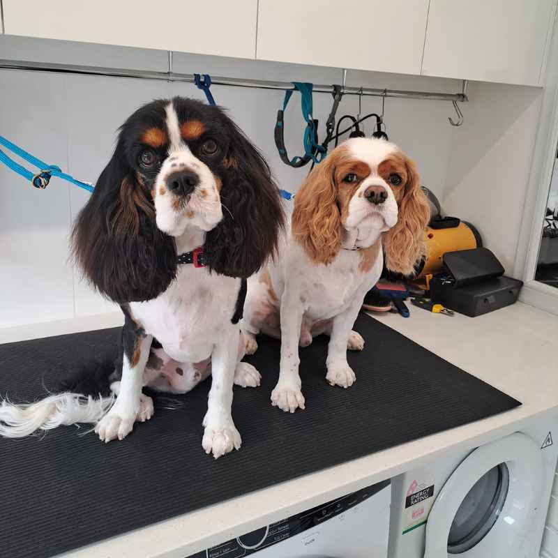 Dog groomed by Kylie's Home Dog Grooming