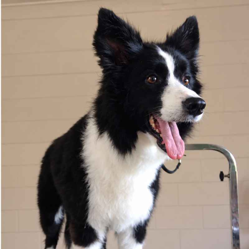 Dog groomed at Pawfection Pet Service