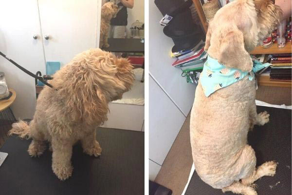 Sandi's pet hot sale spa