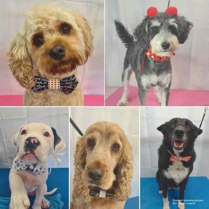Dog grooming course student preview