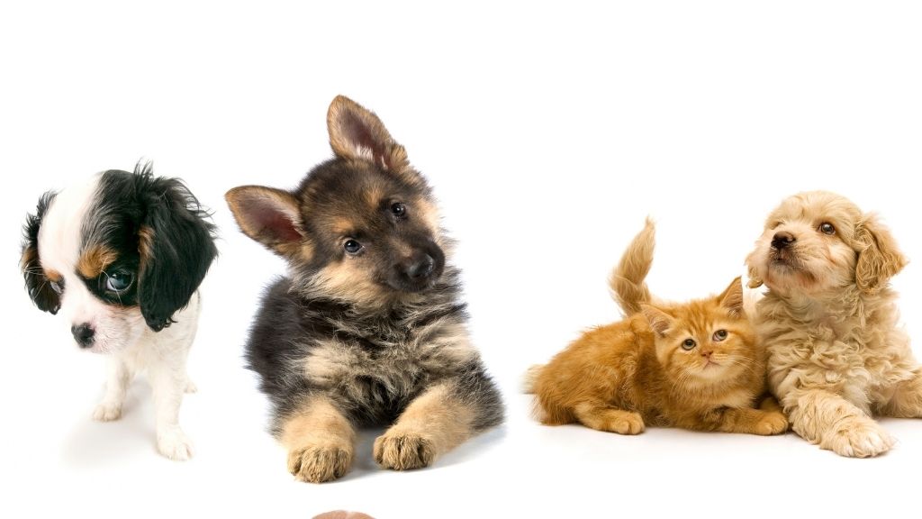 How To Contact Us | Animal Care Courses Online | Pet Courses