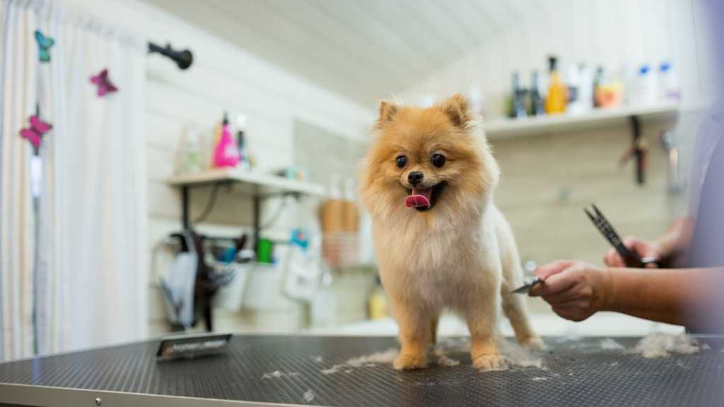 Best Online Dog Grooming Course a Dog Groomer Pet Courses