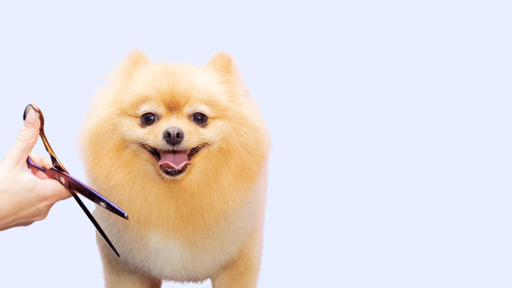 Pet Grooming Courses Only 25 Per Week Pet Courses